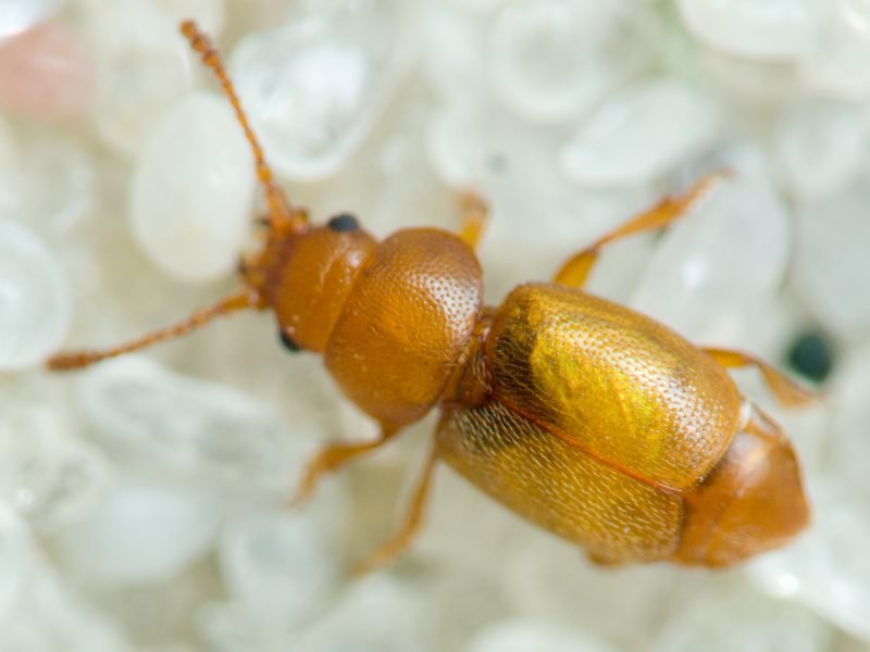 Kateretes pusillus (Thunberg, 1794)